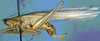 Eriolus duplidentis Naskrecki, 2000: female (Costa Rica, Puntarenas Prov., Osa Peninsula, Rincon). (Otu).