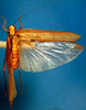 CollectionObject 1500570; a82557b7-9c11-4095-acc8-7a5175aa24cd, DORSA BTmylstiHTF: female, dorsal view (holotype). (CollectionObject).