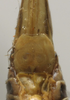 CollectionObject 1535928; 1205e08e-abef-49a9-8d55-ac2e2edad6cd: female subgenital plate (allotype). (CollectionObject).