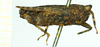 CollectionObject 1532584; 50bd9811-9997-4fdc-8dfe-0e9e4b5296bf: female, lateral view (holotype). (CollectionObject).