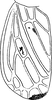 Forewing: !! display not done !! on Psammotettix maritimus (Perris, 1857): Forewing. (Observation).