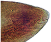 Gonoplac: !! display not done !! on Acuera (Acuera) adspersa (Stål, 1854): Female specimen [DZUP]: apical portion of gonoplac, lateral view. (Observation).