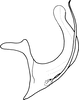 Aedeagus, lateral view on Athysanopsis salicis Matsumura, 1905: Aedeagus, lateral view. (Observation).