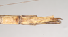 CollectionObject 1561390; NHMUK(SF IMPORT DUPLICATE) 844825, 560149b4-3360-49ab-8557-bd60154a60db: copyright Natural History Museum, London. female: end of abdomen, ventral view of Necroscia zeuxis (syntype). (CollectionObject).