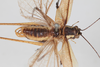 CollectionObject 1506587; 89ec8333-6d22-4e07-973b-8005501f7070: male, dorsal view (syntype). (CollectionObject).