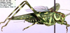 CollectionObject 1504150; b48db1e5-27b6-4334-8355-1f7050a3ae0b: male (holotype). (CollectionObject).