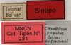 CollectionObject 1535995; cf0adb2d-8824-4932-a08b-3839d183e959: labels (syntype). (CollectionObject).