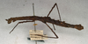 CollectionObject 1561328; NMW 471, caaa1207-753d-4ab3-b805-d3bba90f34c3: copyright NMW, Vienna. female, lateral view (holotype). (CollectionObject).