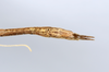 CollectionObject 1590082; 3f68a9ae-43ee-444f-8867-92023ed8e6e1: copyright MNHN, Paris. male: end of abdomen, ventral view (holotype). (CollectionObject).