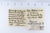 CollectionObject 1557316; ef8f46dd-15ca-4ae9-809c-7fa67f2aa06a: copyright ZMUH, Hamburg. male, data labels (holotype). (CollectionObject).