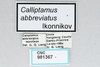 CollectionObject 2833354; a1dac4f2-280b-43b0-9a5a-fc4561c9e88a, CNCI 981367: (CollectionObject).