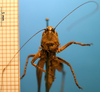 CollectionObject 1530841; a803d2c3-8eb6-45a2-968f-46bfca423fc0: female frons (syntype). (CollectionObject).