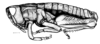 Punacris peruviana (Saussure, 1888): Fig. 120. male habitus. (Otu).