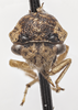 Head on Cyrtolobus griseus Van Duzee, 1908: (Observation).