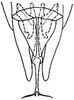 Aedeagus, ventral view: !! display not done !! on Chlorotettix (Chlorotettix) brevidus DeLong, 1937: genital capsule, ventrally. (Observation).