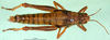 CollectionObject 1576850; eb5884db-806f-4317-b3f3-fe8edfd9f403: female, dorsal view (allotype). (CollectionObject).
