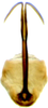 Aedeagus, ventral view on Arocephalus (Arocephalus) languidus (Flor, 1861): Aedeagus, ventral view. (Observation).