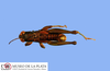 CollectionObject 1513714; f777cb32-2265-4077-9521-ed78b4c2c828, MLP1183/1-2: male, dorsal view (paratype of Jivarus osunai). (CollectionObject).
