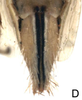 Ovipositor on Falcitettix (Falcitettix) guttiger (Kusnezov, 1929): Ovipositor (M. minor Vilbaste, 1965). (Observation).