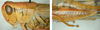 Melanoplus lakinus (Scudder, 1878): (Otu).