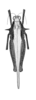 Arexion suavis Rehn, 1930: Plate 21, Fig. 4. female, lateral view (after type). (Otu).