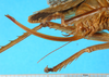 CollectionObject 1500187; c8fea433-028c-443c-b267-fe8f6a7a54e8: ovipositor (syntype of Gryllacris obscura sumatrana). (CollectionObject).