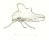 Habitus, lateral view: !! display not done !! on Heliria acclivata (Emmons, 1855): (Observation).