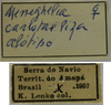 CollectionObject 1542897; 4ec4b504-053c-4a8b-9748-542347715bc7: female, labels (allotype). (CollectionObject).