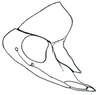 Head: Zabrosa amazonensis, head, laterally. (Observation).