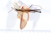 CollectionObject 1560957; 86a6529c-7fa7-4590-a732-d953ee652451: copyright ANSP. female, dorsal view (holotype). (CollectionObject).