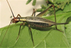 Oecanthus californicus pictipennis Hebard, 1935: (Otu).