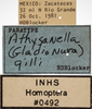 Other on Athysanella (Gladionura) gilli Blocker & Johnson, 1990: Labels. (Observation).