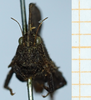 CollectionObject 1584421; 80110a2d-116f-48e6-9d43-f32d571424fa: female, frontal view (syntype). (CollectionObject).