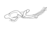 Syntomacrella guyanensis guyanensis (Descamps & Amédégnato, 1970): Fig. 45. endophallus, lateral view. (Otu).