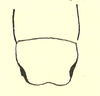 CollectionObject 1591864; e8ca1025-350e-44d0-b046-0c7748fde157: from original publication. female, end of abdomen (holotype). (CollectionObject).