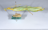 CollectionObject 1561220; a7c2a2e2-144e-457e-a7e4-04e1f58e9195: copyright ANSP. male, lateral view (paratype). (CollectionObject).