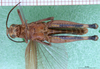 CollectionObject 1530729; 1acd811f-31b3-496e-8b56-a5711204642d, DORSA SAcyciraHTM: male, ventral view (holotype). (CollectionObject).