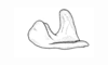 Baeacris morosa (Rehn, 1905): Fig. 17. epiphallus, lateral view. (Otu).