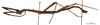 CollectionObject 1560782; 47ed7a48-52e5-4fdc-9701-731833a164c0: copyright MNHN, Paris. male, lateral view of Clitumnus spiniger (holotype). (CollectionObject).