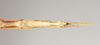 CollectionObject 1558545; NHMUK(SF IMPORT DUPLICATE) 844753, 8b6c281e-0e2d-4fe3-9c31-4b2526afe683: copyright Natural History Museum, London. female: end of abdomen, ventral view of Bacillus peridromes (holotype). (CollectionObject).