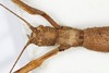 CollectionObject 1557860; a178da17-f9d0-493e-bf87-45c3bd0ed9de: copyright MHNG Geneva. female: head, dorsal view (syntype). (CollectionObject).