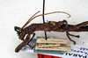CollectionObject 1558486; a195cfac-cb9b-41fe-b888-95c826103704: copyright NMW, Vienna. male: head and thorax, lateral view (holotype). (CollectionObject).