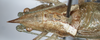 CollectionObject 1597506; a53d1ecc-e3de-4746-95cd-68c376940237: male head and pronotum, dorsal view (holotype). (CollectionObject).