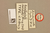 CollectionObject 1519488; c517be72-a1b3-4880-8dd8-cac80e63b48a: labels (holotype). (CollectionObject).