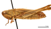 female, lateral view (paratype of Euchorthippus declivus stichai Maran, 1954). Depicts CollectionObject 1575343; 0bb154be-178c-421c-9c04-2f40fdc6e3d4, a CollectionObject.