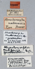CollectionObject 1564464; 62542d73-d7bd-4829-b15e-0f380628bc11: male, labels (paralectotype of Atractomorpha madacassis). (CollectionObject).