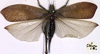 CollectionObject 1517129; b9297cb2-055d-4702-aae2-007b080e6cd4: female (holotype). (CollectionObject).