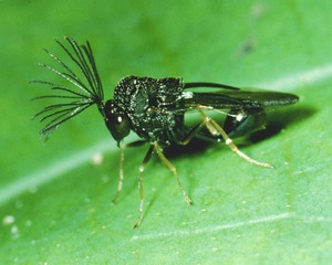 Image for Family- Eucharitidae