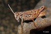 Calliptamus plebeius plebeius (Walker, 1870): male (Canary Islands). (Otu).