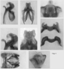 Melanoplus marshallii (Thomas, 1875): male genitalia. (Otu).